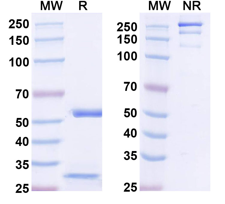 SDS-PAGE for Anti-DNAH7 Antibody (N250/21)