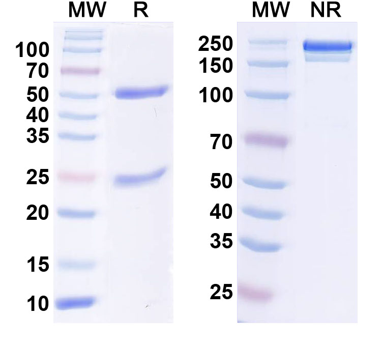 SDS-PAGE for Anti-DNMT3L Antibody (N117/1)