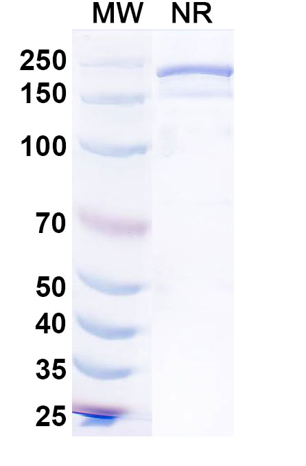 SDS-PAGE for Anti-Dog CD152/CTLA4 Antibody (SAA0845)