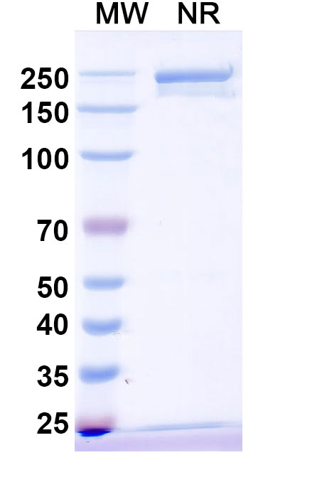 SDS-PAGE for Anti-Dog IL31 Monoclonal Antibody (ABS0678)