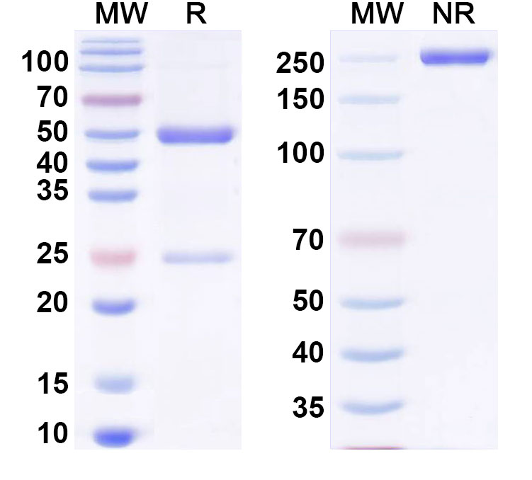 SDS-PAGE for Anti-dsDNA/ssDNA Antibody (3D8)