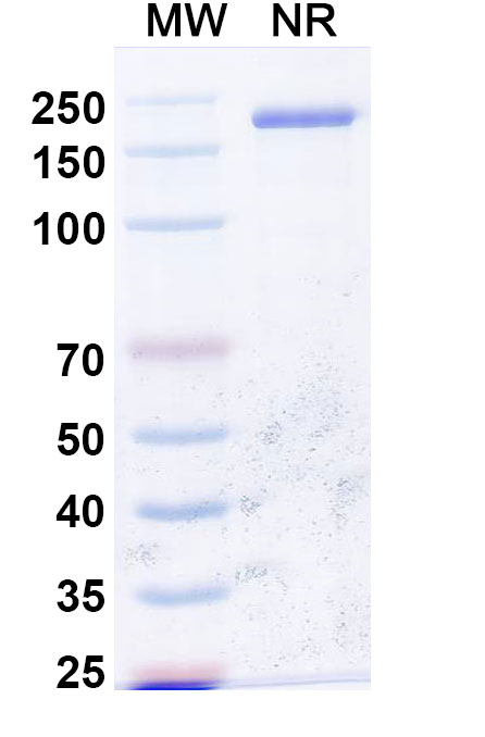 SDS-PAGE for Anti-dsRNA Antibody (J2)