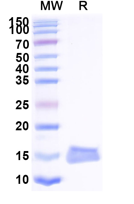 SDS-PAGE for Anti-E.coli lexA/LexA repressor VHH (ABS0820)