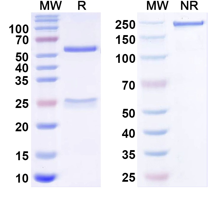 SDS-PAGE for Anti-E.coli rpoC/RNA polymerase subunit beta Monoclonal Antibody, SAA0350
