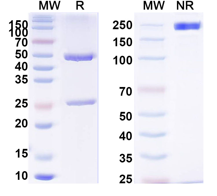SDS-PAGE for Anti-EBV/HHV-4 BLLF1/MA Antibody (72A1)