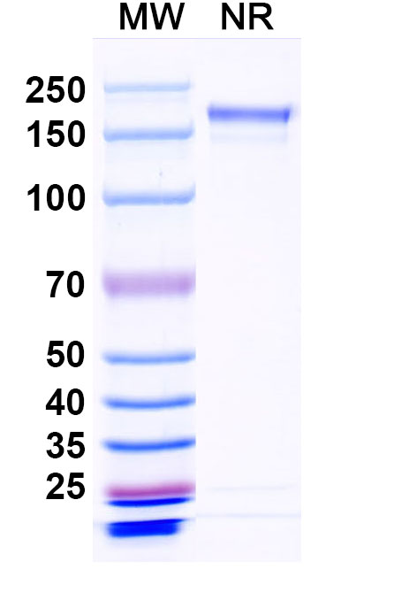 SDS-PAGE for Anti-EBV/HHV-4 BLLF1/MA Antibody (72A1)