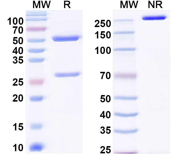 SDS-PAGE for Anti-EBV/HHV-4 LMP1/BNLF1 Antibody (H11F6)