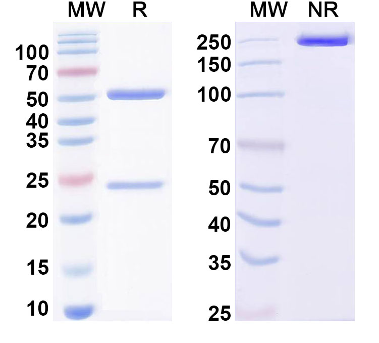 SDS-PAGE for Anti-EE Tag (EYMPME) Antibody (3D5/EE_48.K)
