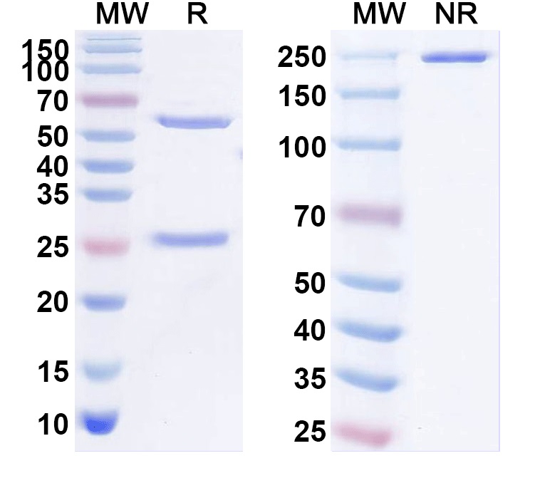 SDS-PAGE for Anti-EGR3 Antibody (N216/30)