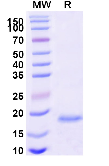 SDS-PAGE for Anti-EPEA Tag (C-tag) Antibody (SAA0356)