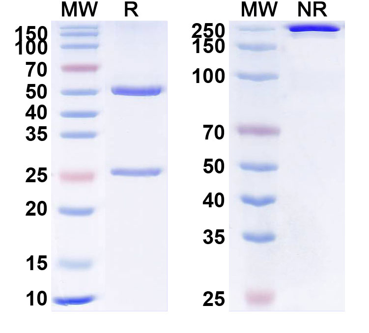 SDS-PAGE for Anti-Etanercept Non-Neutralizing Antibody (SAA2445)