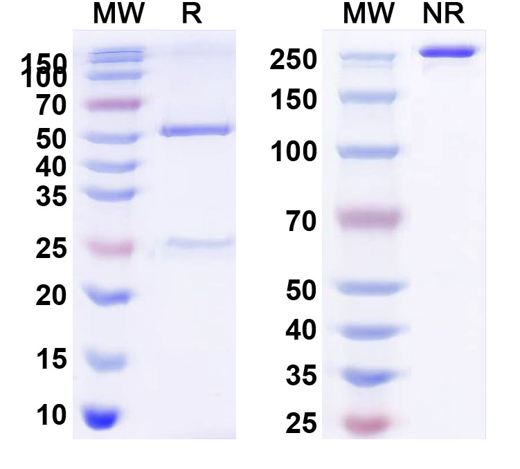 SDS-PAGE for Anti-fimH Neutralization Antibody (SAA2303)