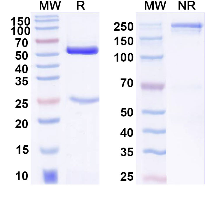 SDS-PAGE for Anti-FITC/Fluorescein Isothiocyanate Antibody (SAA0829)