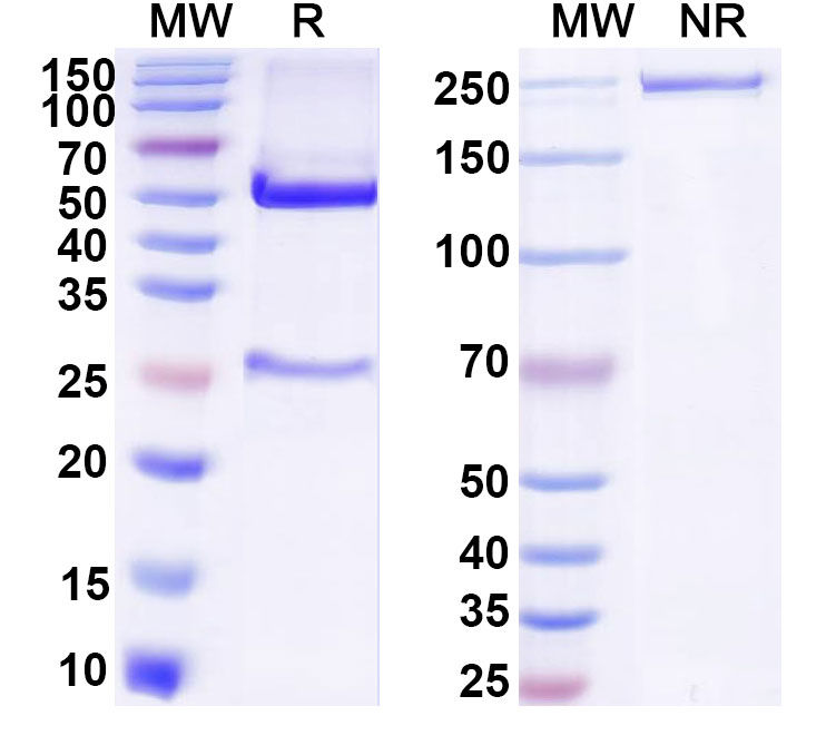 SDS-PAGE for Anti-FITC/Fluorescein Isothiocyanate Antibody (SAA0830)