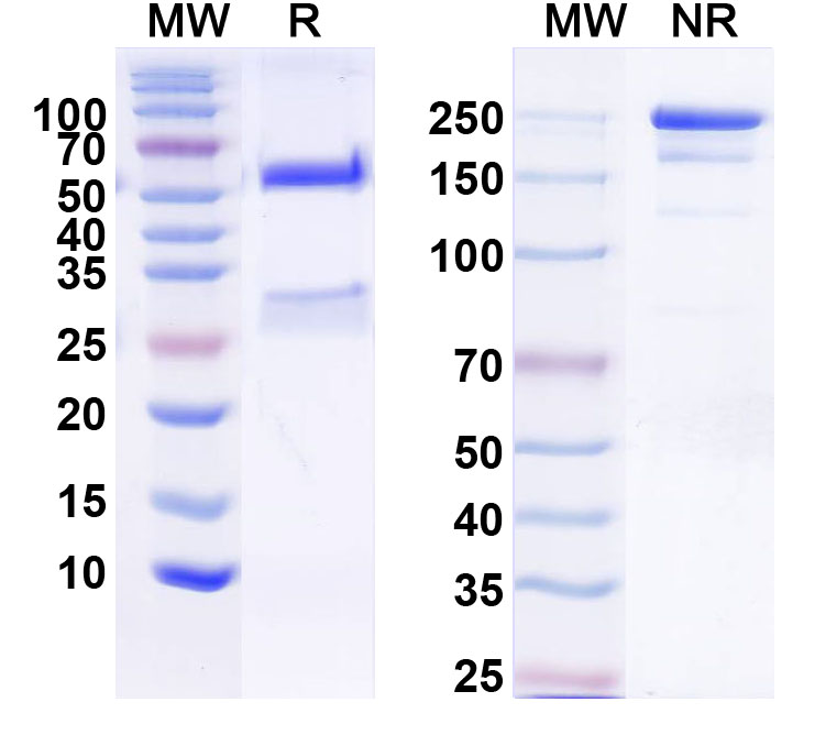 SDS-PAGE for Anti-Flrt3 Antibody (N353/13)