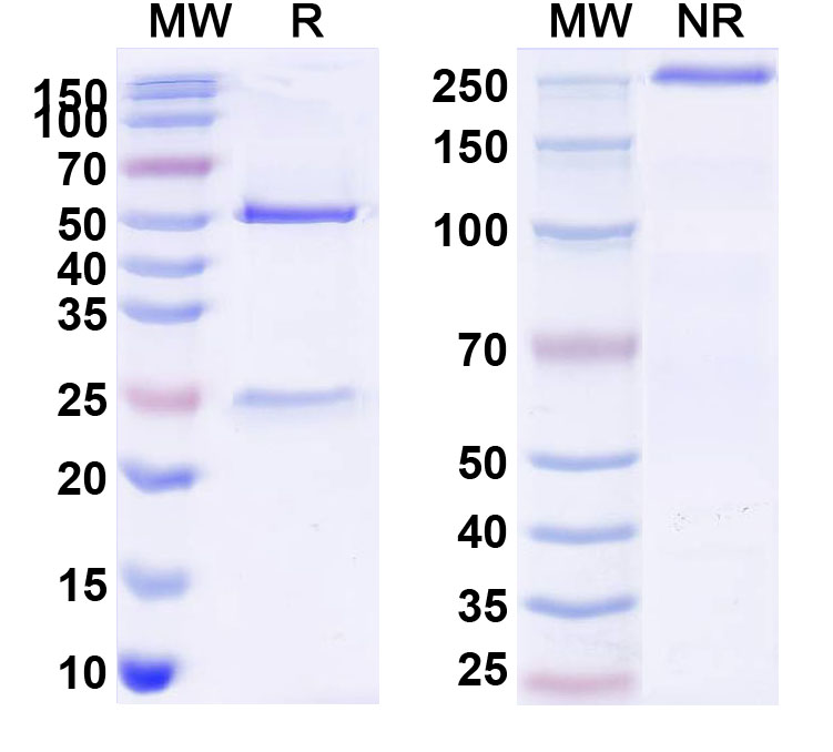 SDS-PAGE for Anti-Flu A (H3N2) HA/Hemagglutinin Neutralizing Antibody (CR8043)