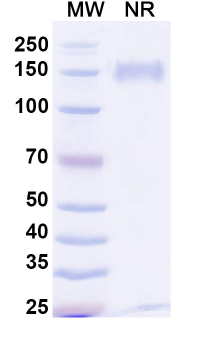 SDS-PAGE for Anti-FMC63 scFv Monoclonal Antibody (ABS0563)