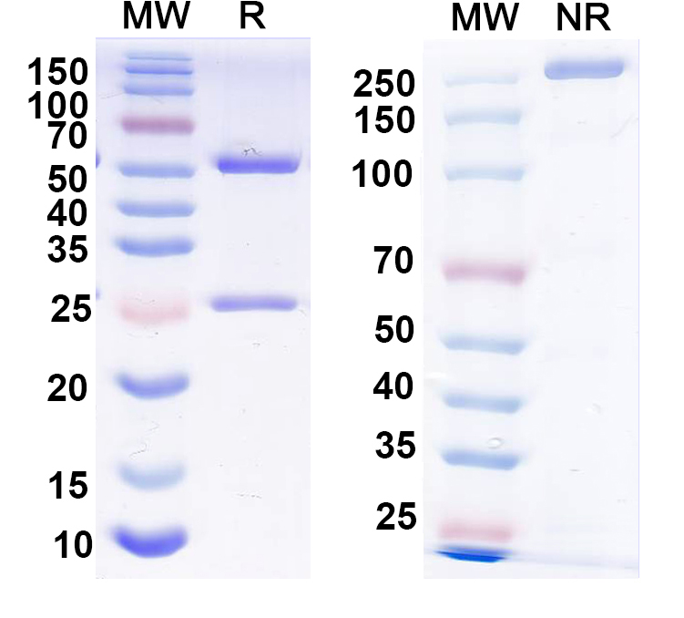 SDS-PAGE for Anti-FMDV Capsid protein VP1 Monoclonal Antibody, 4A2