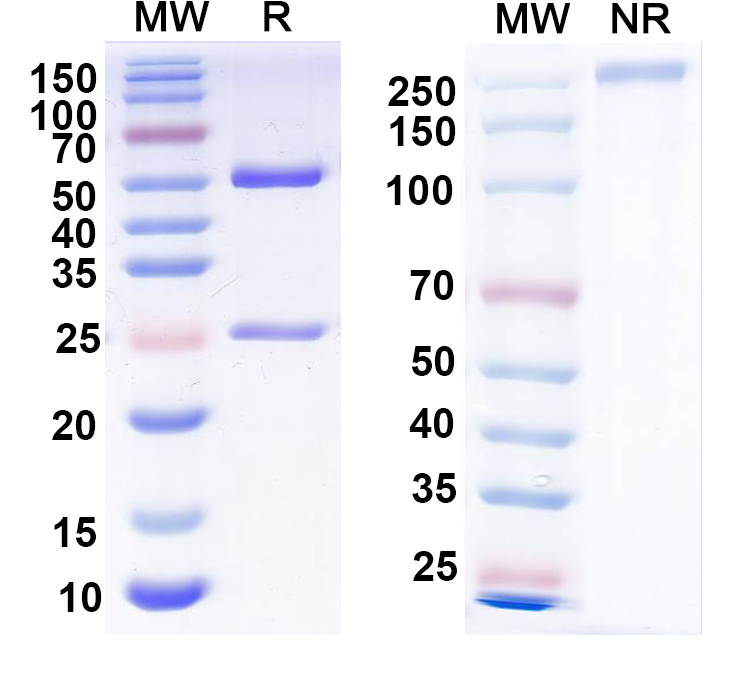 SDS-PAGE for Anti-FMDV Capsid protein VP1 Monoclonal Antibody, 4C4