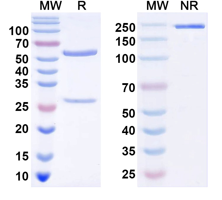 SDS-PAGE for Anti-Foxi2 Antibody (N349/96)