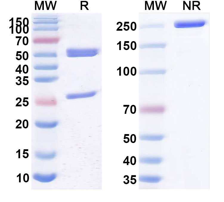 SDS-PAGE for Anti-Francisella tularensis O-polysaccharide/Ft O-antigen Antibody (N62)