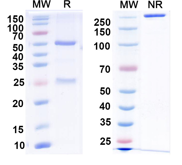 SDS-PAGE for Anti-GABA(A)R, Alpha4 Antibody (N398A/2)