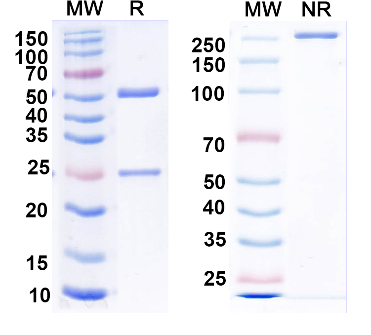 SDS-PAGE for Anti-GABA(A)R, Alpha5 Antibody (N415/24)