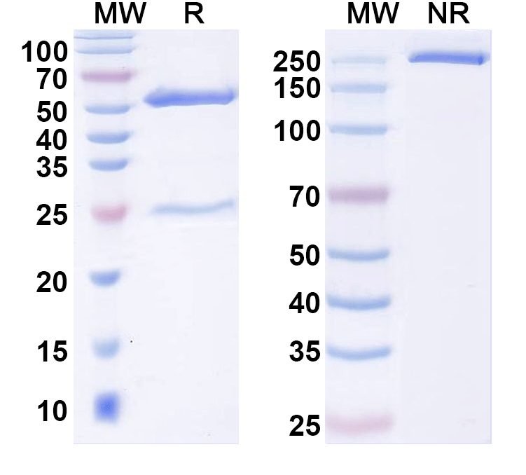 SDS-PAGE for Anti-GAD65/67 Antibody (L127/12)