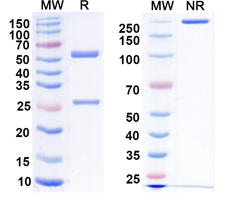 SDS-PAGE for Anti-GalR2 Monoclonal Antibody (N407/40)