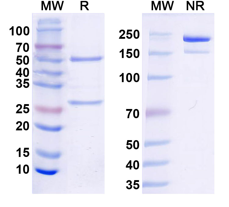 SDS-PAGE for Anti-Gamma-protocadherin-C3 Antibody (N174B/27)