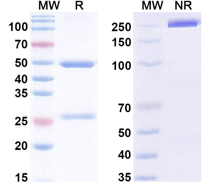 SDS-PAGE for Anti-Ganglioside GM2 Antibody (E1)