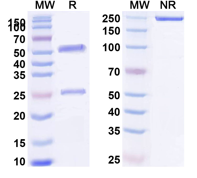 SDS-PAGE for Anti GAPDH Polyclonal Antibody