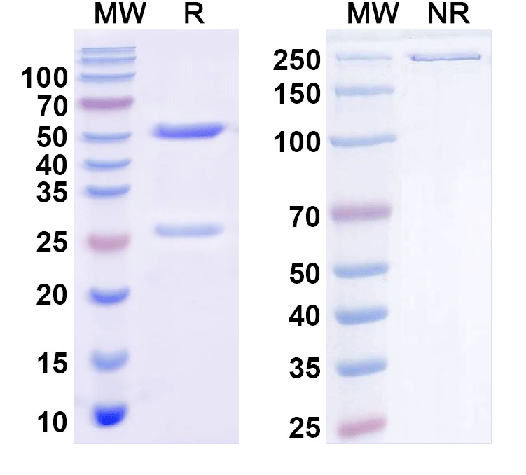 SDS-PAGE for Anti-GIT2 Antibody (N83/48)