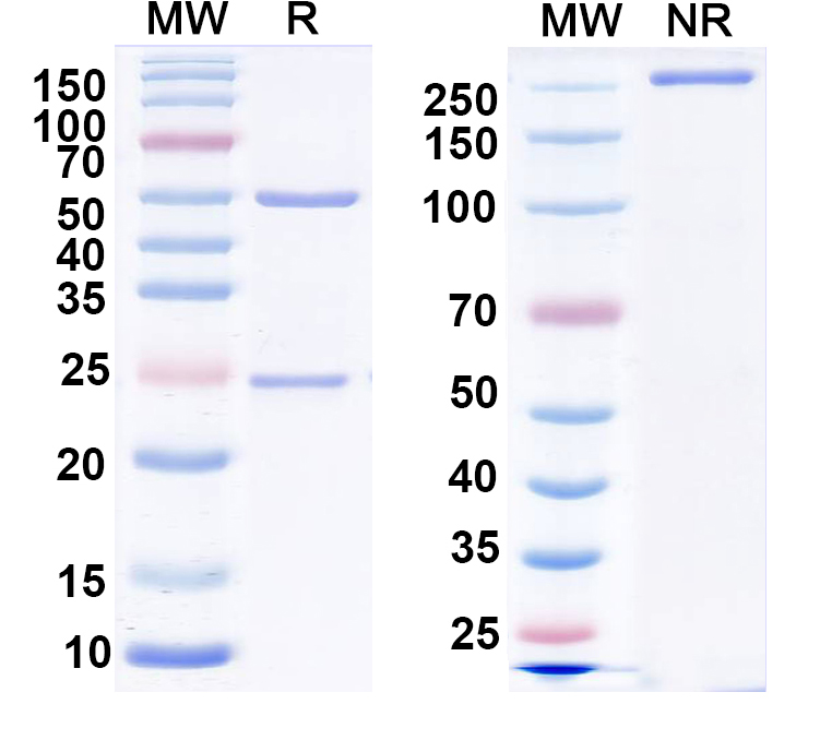 SDS-PAGE for Anti-GluA2/GluR2 glutamate receptor Antibody (L21/14)