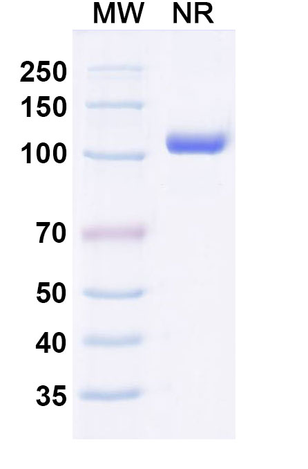 SDS-PAGE for Anti-Gluten Antibody (SAA0752)