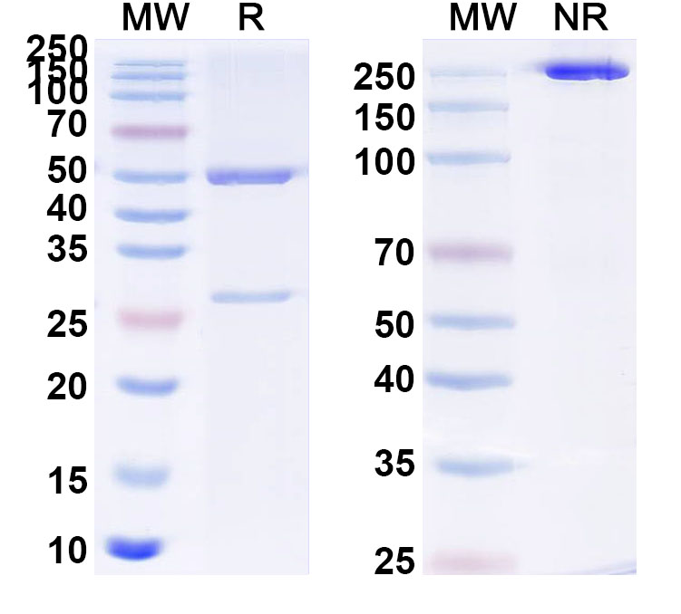 SDS-PAGE for Anti-Gluten Antibody (SAA0754)