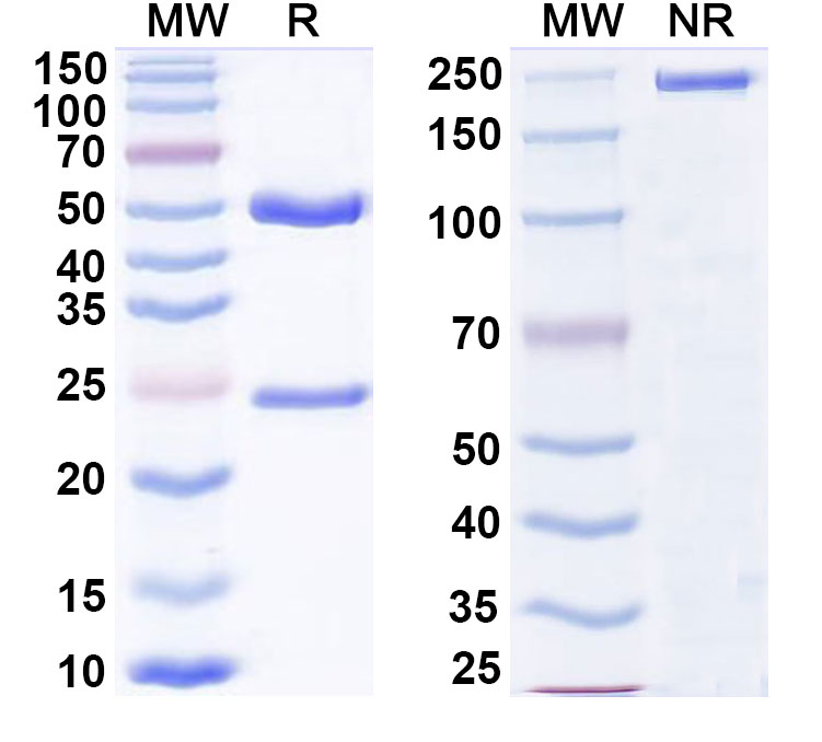 SDS-PAGE for Anti-Glycosaminoglycans/GAGs Antibody (ABS1715)