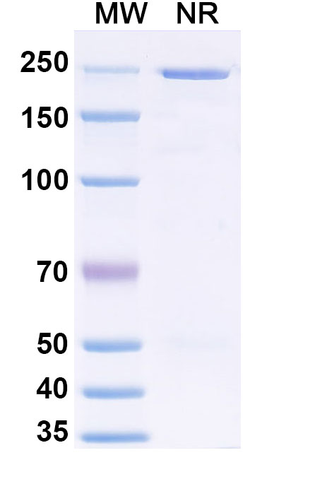 SDS-PAGE for Anti-GPC Monoclonal Antibody, Fab 37.7