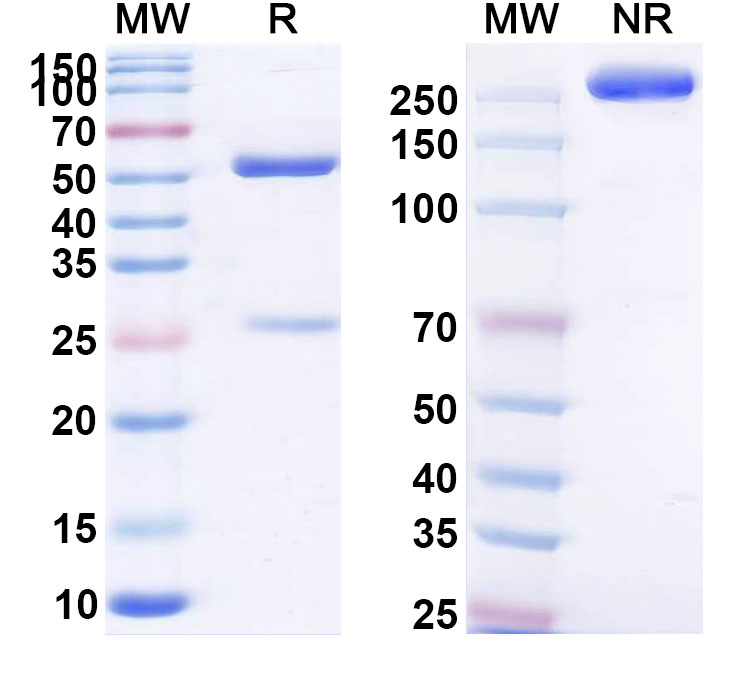 SDS-PAGE for Anti-GRP78/HSPA5 Antibody (SAA2389)