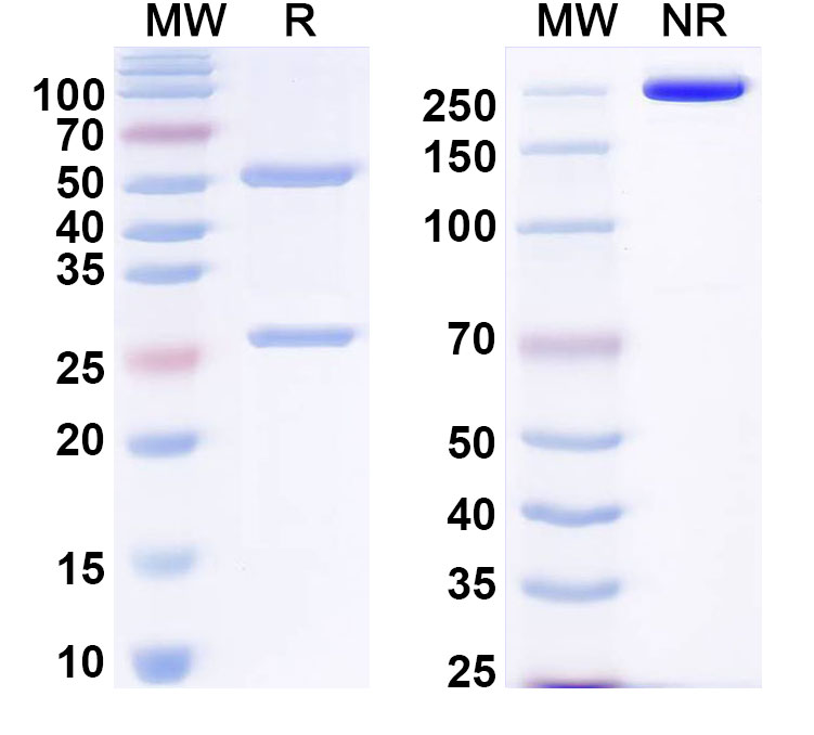 SDS-PAGE for Anti-GST-Tag Mouse Monoclonal Antibody, clone N100/13.1