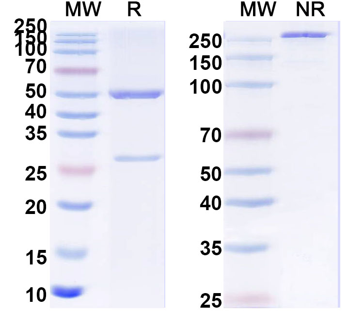 SDS-PAGE for Anti-H2-K1-peptide (SIINFEKL) Complex Monoclonal Antibody, SAA0757