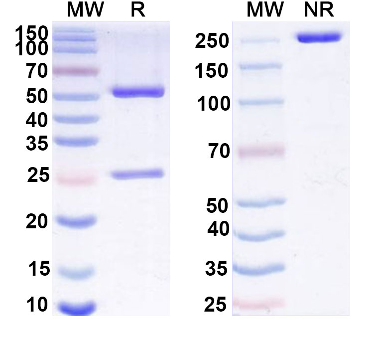SDS-PAGE for Anti-HAstV-1 Spike Protein Antibody (3B4)