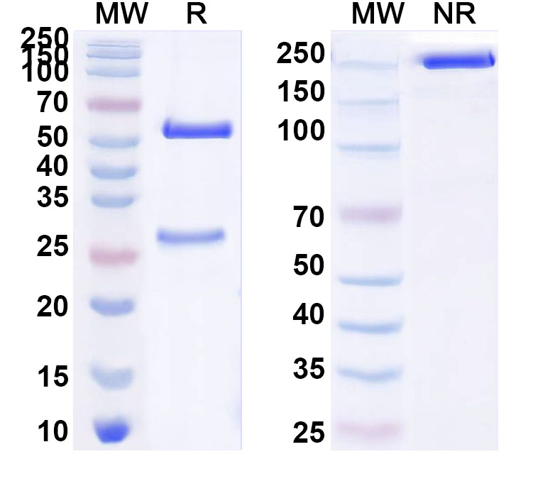 SDS-PAGE for Anti-HAstV-2 Spike Protein Antibody (4B6)