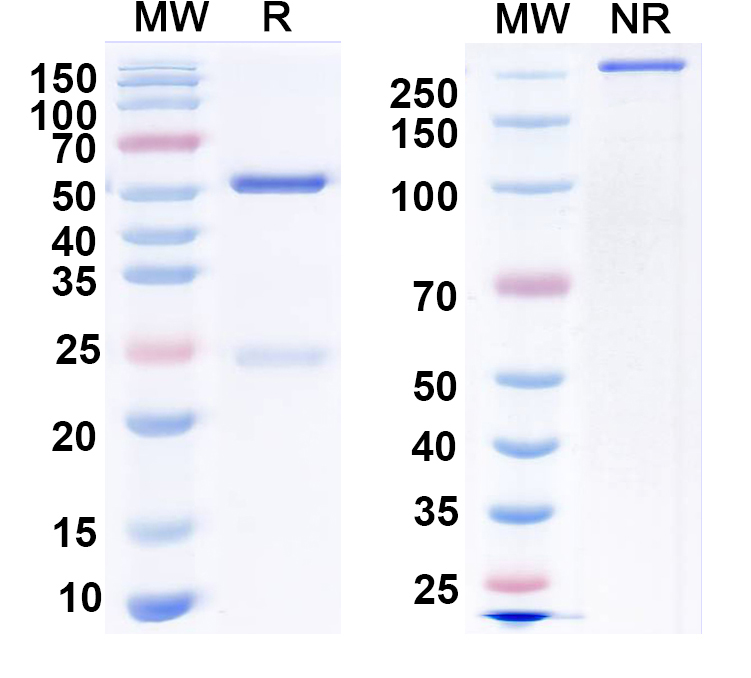 SDS-PAGE for Anti-HCN1 Monoclonal Antibody (N70/27)