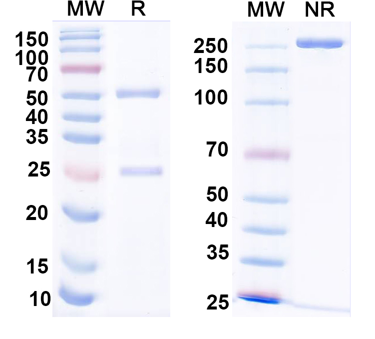 SDS-PAGE for Anti-HCV Hepacivirin/NS3 helicase/NS3P/Viroporin p70 Antibody (24#)