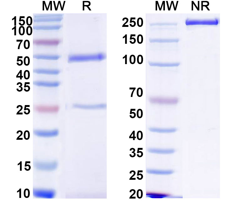 SDS-PAGE for Anti-HCV NS1/gp68/gp70/Envelope glycoprotein E2 Antibody (E6.D10)