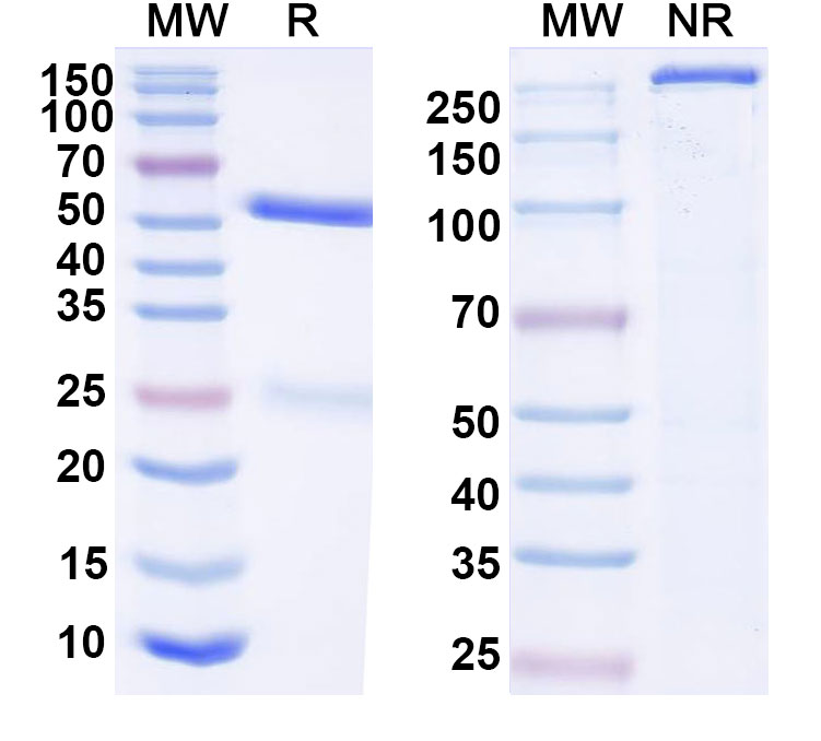 SDS-PAGE for Anti-HCV NS1/gp68/gp70/Envelope glycoprotein E2 Antibody (hu5B3.v3)