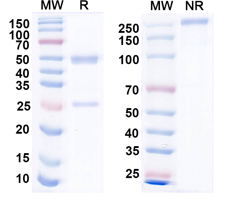SDS-PAGE for Anti-HCV NS1/gp68/gp70/Envelope glycoprotein E2 Monoclonal Antibody, HC33.1