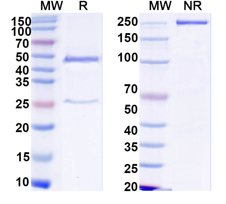 SDS-PAGE for HCV NS1/gp68/gp70/Envelope glycoprotein E2 Monoclonal Antibody HC33.8