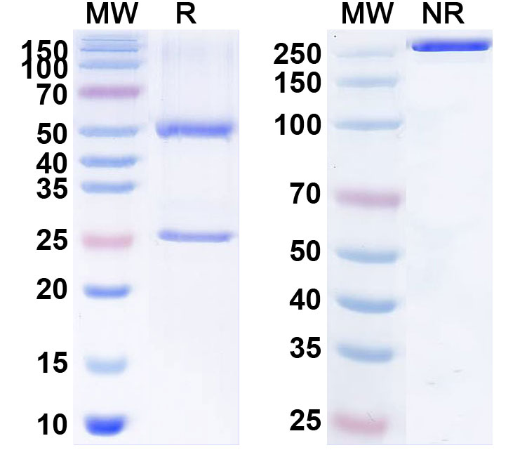 SDS-PAGE for Anti-Hepatitis E virus/HEV E2s domain Antibody (8H3)